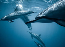 开云-塞拉斯变招？火箭需先解双核迷局 新帅难掌控命运